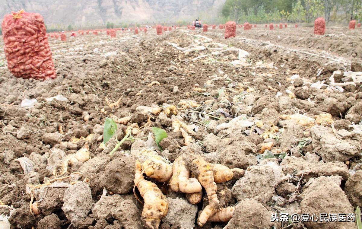 中药材市场风起云涌，涨价潮来袭的最新消息重磅更新📢🌿