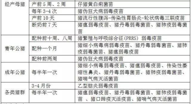 科技赋能下的最新猪免疫程序表，护航畜牧业健康之路