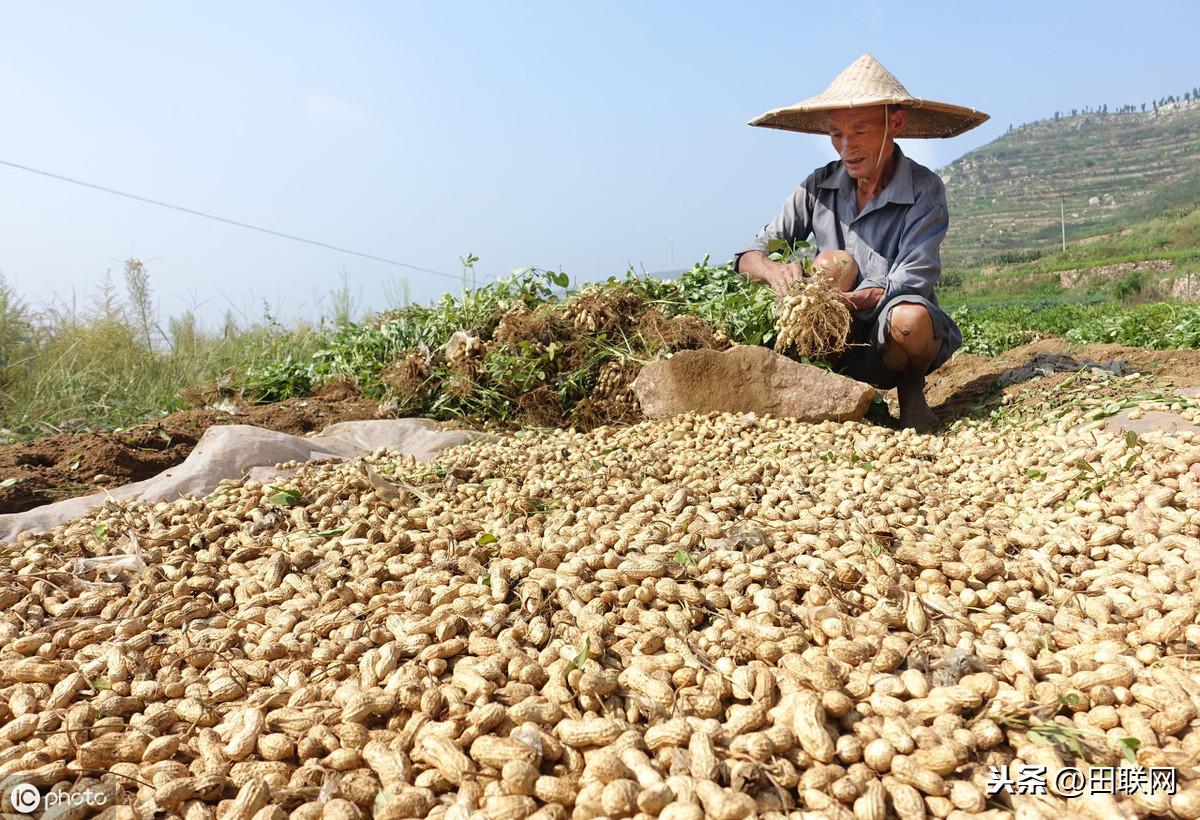 花生价格最新行情走势，揭示市场动态与温馨日常故事交织的篇章