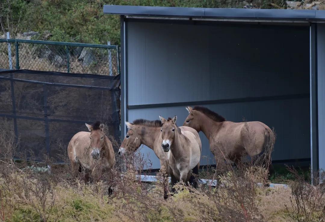 普氏野马最新动态，关注野马最新消息🐎