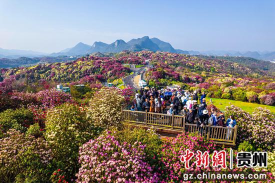 贵州百里杜鹃，从繁花似锦到规划繁荣的奇迹之旅！