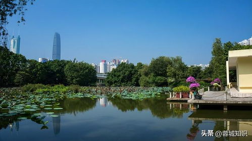 深圳公园排名最新消息,深圳公园排名最新消息🌳深圳的公园美景，你不可不知！