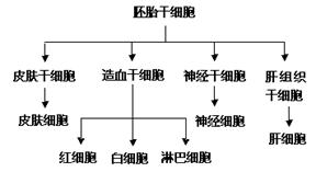 干细胞最新进展与消息，小巷中的生命科技突破