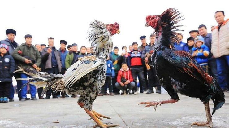 凯里斗鸡比赛视频直播,凯里斗鸡比赛视频直播，一场热血沸腾的竞技盛宴