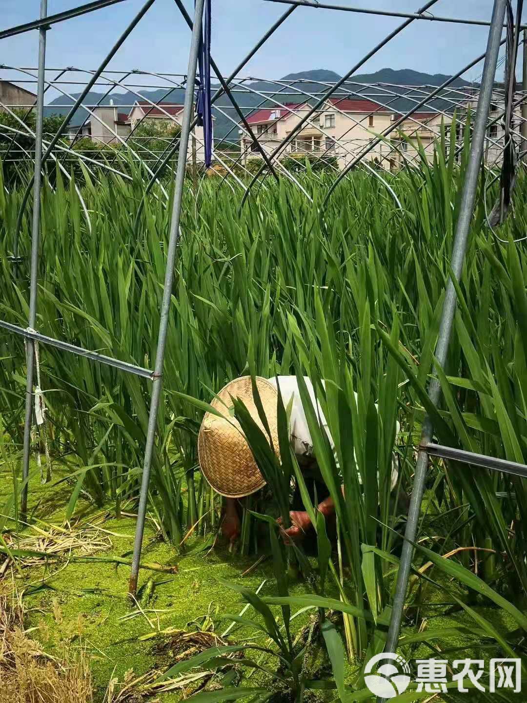 茭白上市，自然美景的旅行盛宴开启