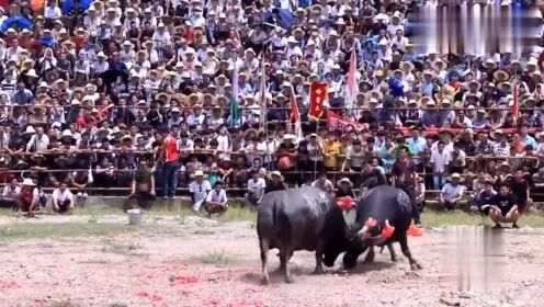 安顺斗牛比赛视频,安顺斗牛比赛视频，震撼人心的视觉盛宴！🐮🏆