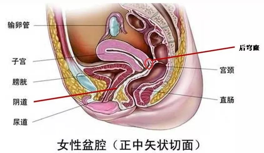 精子窝最新资讯，小巷深处的独特风情探索