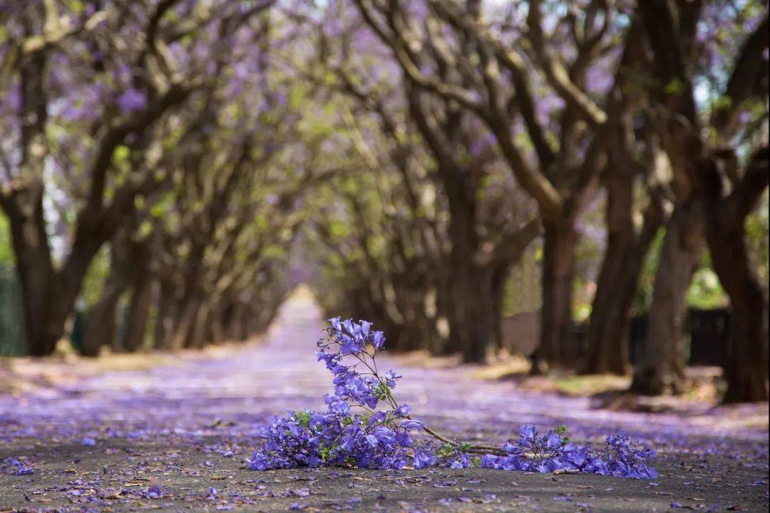 落花网最新更新，探索自然美景，寻找内心的平和静谧之旅